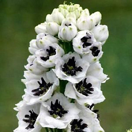 Дельфиниум гибридный Мэджик Фонтейн Вайт Дарк Би