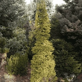 Ель обыкновенная Gold Dust