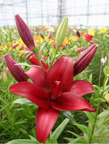Лилия ЛА-гибрид Блэкберн
