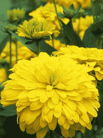 Рудбекия рассеченная Goldquelle