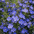 Вероника колосистая Georgia Blue
