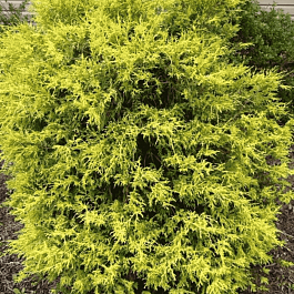 Кипарисовик горохоплодный Gold Spangle