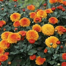 Хризантема корейская Gir Gar