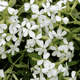 Мыльнянка базиликолистная Snow Tip