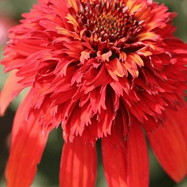 Эхинацея пурпурная Hot Papaya