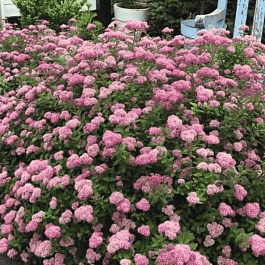 Спирея березолистная Pink Sparkler