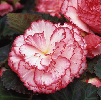 Бегония клубневая Он Топ Пинк Хало