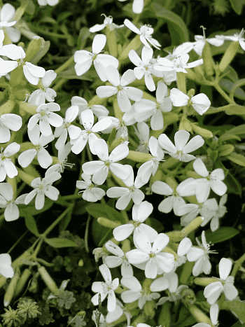 Мыльнянка базиликолистная Snow Tip