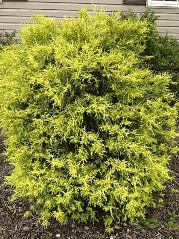 Кипарисовик горохоплодный Gold Spangle