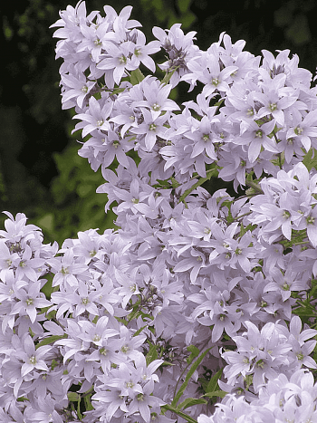 Колокольчик молочноцветковый