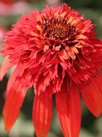 Эхинацея пурпурная Hot Papaya