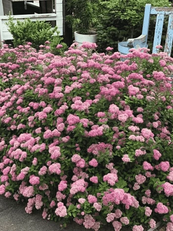 Спирея березолистная Pink Sparkler