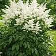 Астильба японская Queen of Holland