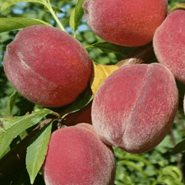 Персик Фаворит Мореттини