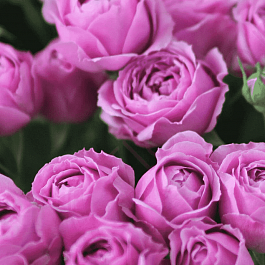 Роза спрей Misty Bubbles