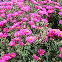 Астра Ново-бельгийская Magic Pink