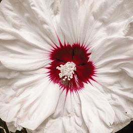 Гибискус болотный Luna White