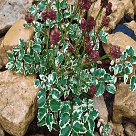 Кровохлебка лекарственная Little Angel