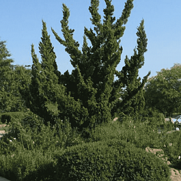 Можжевельник китайский Hollywood