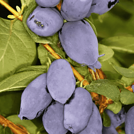 Жимолость плодовая Boreal Best