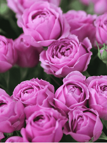 Роза спрей Misty Bubbles