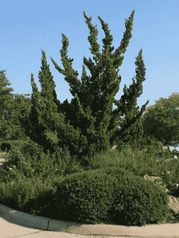 Можжевельник китайский Hollywood