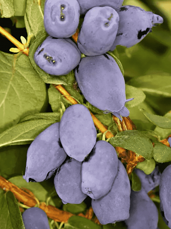 Жимолость плодовая Boreal Best