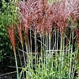 Мискантус китайский 'Red Chief'
