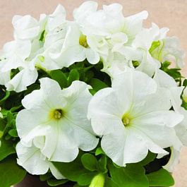 Петуния грандифлора Дувет Вайт