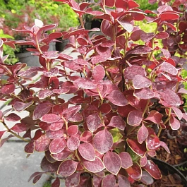 Барбарис Тунберга Chiquita