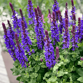 Шалфей дубравный Marvel Dark Blue 