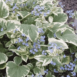 Бруннера крупнолистная Variegata