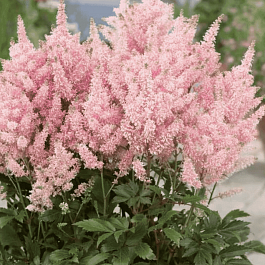 Астильба гибридная Younique Salmon