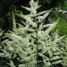 Астильба японская Квин ов Холланд Астильба японская Квин ов Холланд