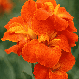 Канна горшечная Happy Cleo