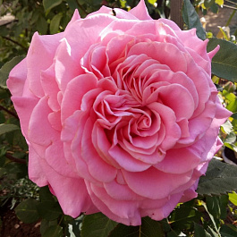 Роза Тантау чайно-гибридная Эшли Роза Тантау чайно-гибридная Эшли