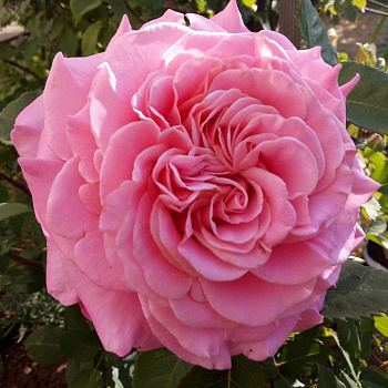 Роза Тантау чайно-гибридная Эшли