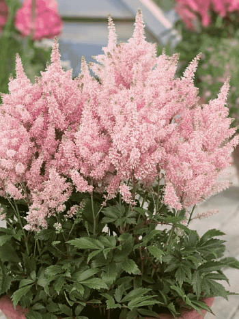 Астильба гибридная Younique Salmon