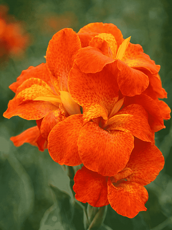 Канна горшечная Happy Cleo