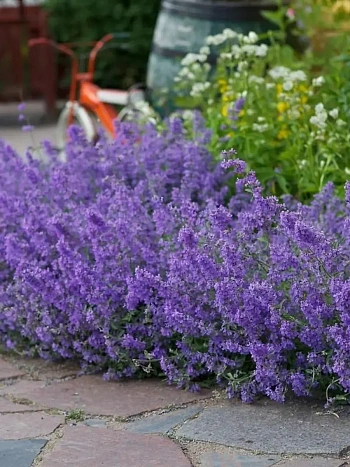 Котовник кистевидный Феликс