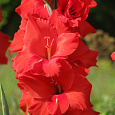 Гладиолус крупноцветковый Евровижн Гладиолус крупноцветковый Евровижн