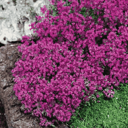 Тимьян ранний Red Carpet