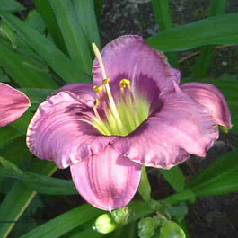 Лилейник Always Afternoon