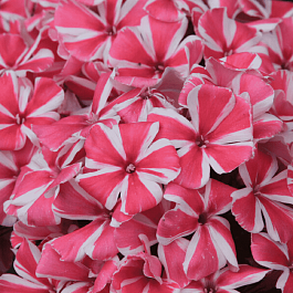 Флокс метельчатый Peppermint Twist