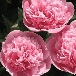 Пион Молочноцветковый Etched Salmon