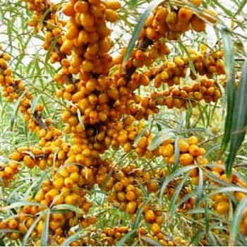 Облепиха Джемовая