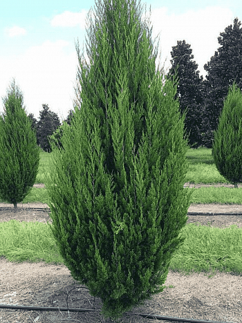 Можжевельник виргинский