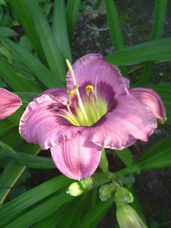 Лилейник Always Afternoon