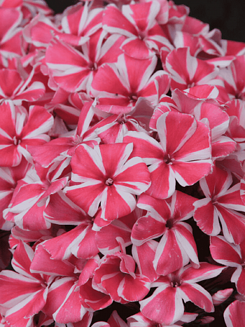 Флокс метельчатый Peppermint Twist