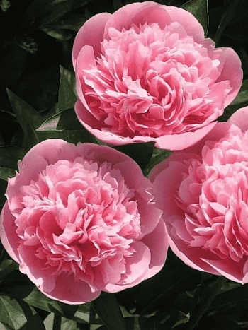 Пион Молочноцветковый Etched Salmon